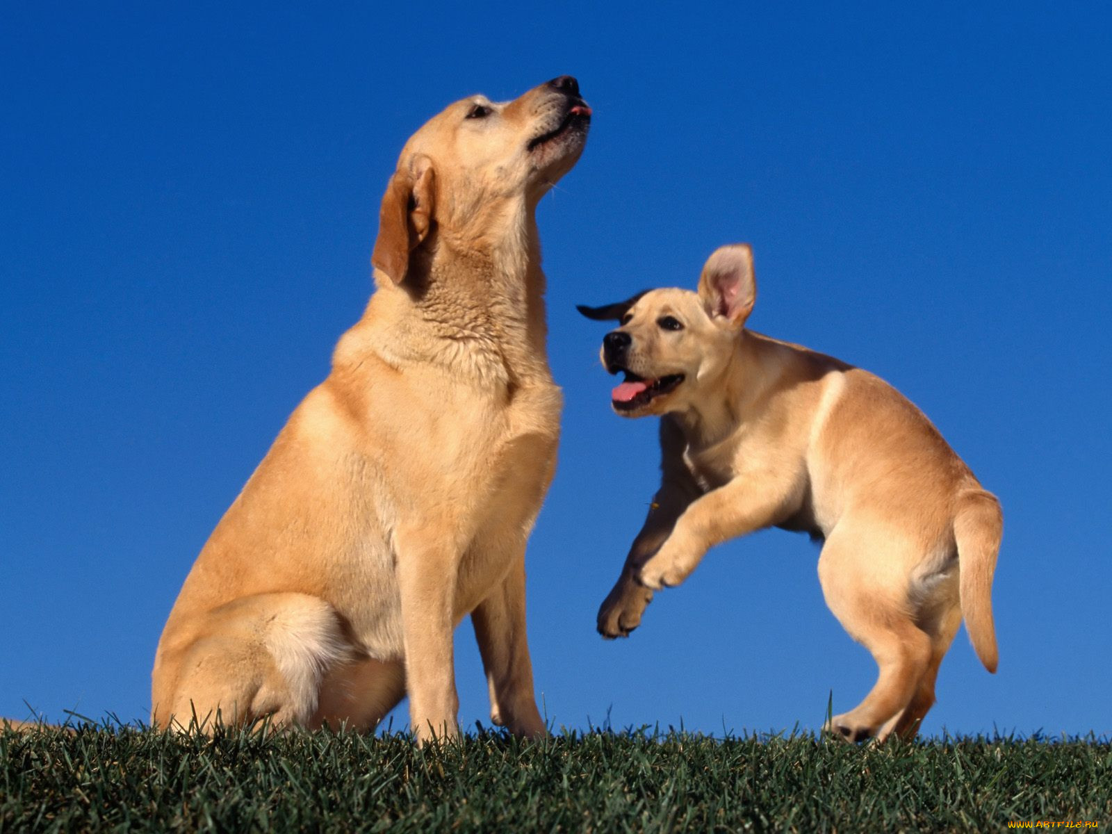 playing, for, mom, yellow, labradors, , 